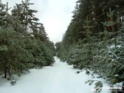 Raquetas de Nieve - Puerto de Cotos; club senderista; viajes alternativos; ruta por carretera;rutas 